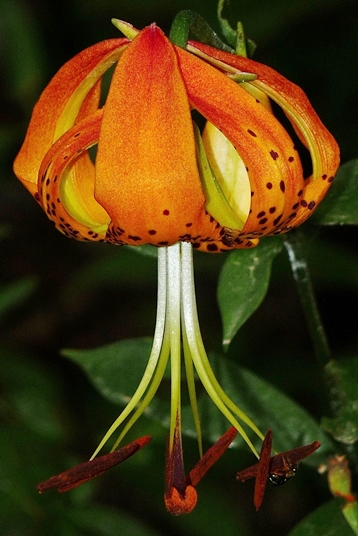 {Lilium michauxii}